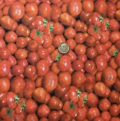 Tyg med tomater