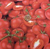 Tyg med kvist tomater
